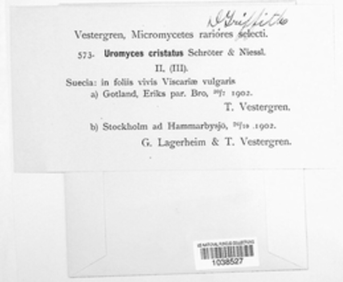 Uromyces cristatus image